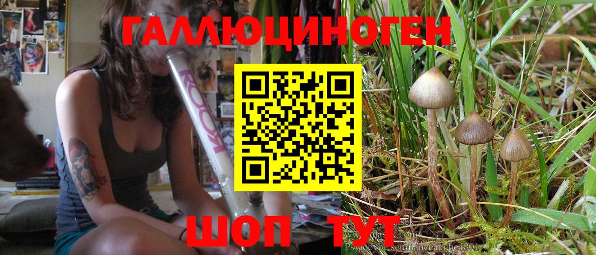 Гусь-Хрустальный  Галлюциногенные грибы Magic Shrooms  закладки  Вход с VPN 